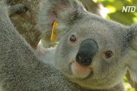 В Новом Южном Уэльсе через 30 лет могут исчезнуть коалы