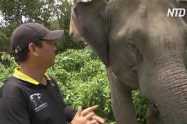 Тайские ветеринары следят за здоровьем слонов, оставшихся без работы во время пандемии