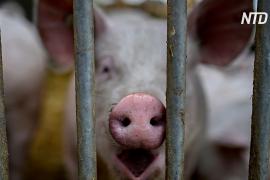 Исследование в Китае: новый вирус свиного гриппа стал более заразным