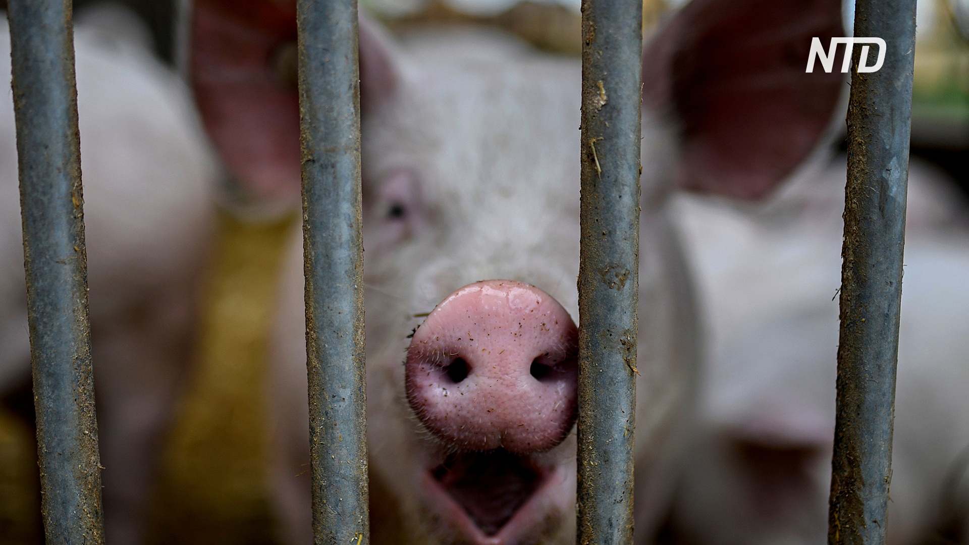 Исследование в Китае: новый вирус свиного гриппа стал более заразным