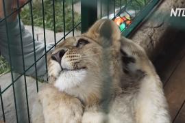 Спасённого львёнка Симбу вернули к жизни в приюте Челябинска