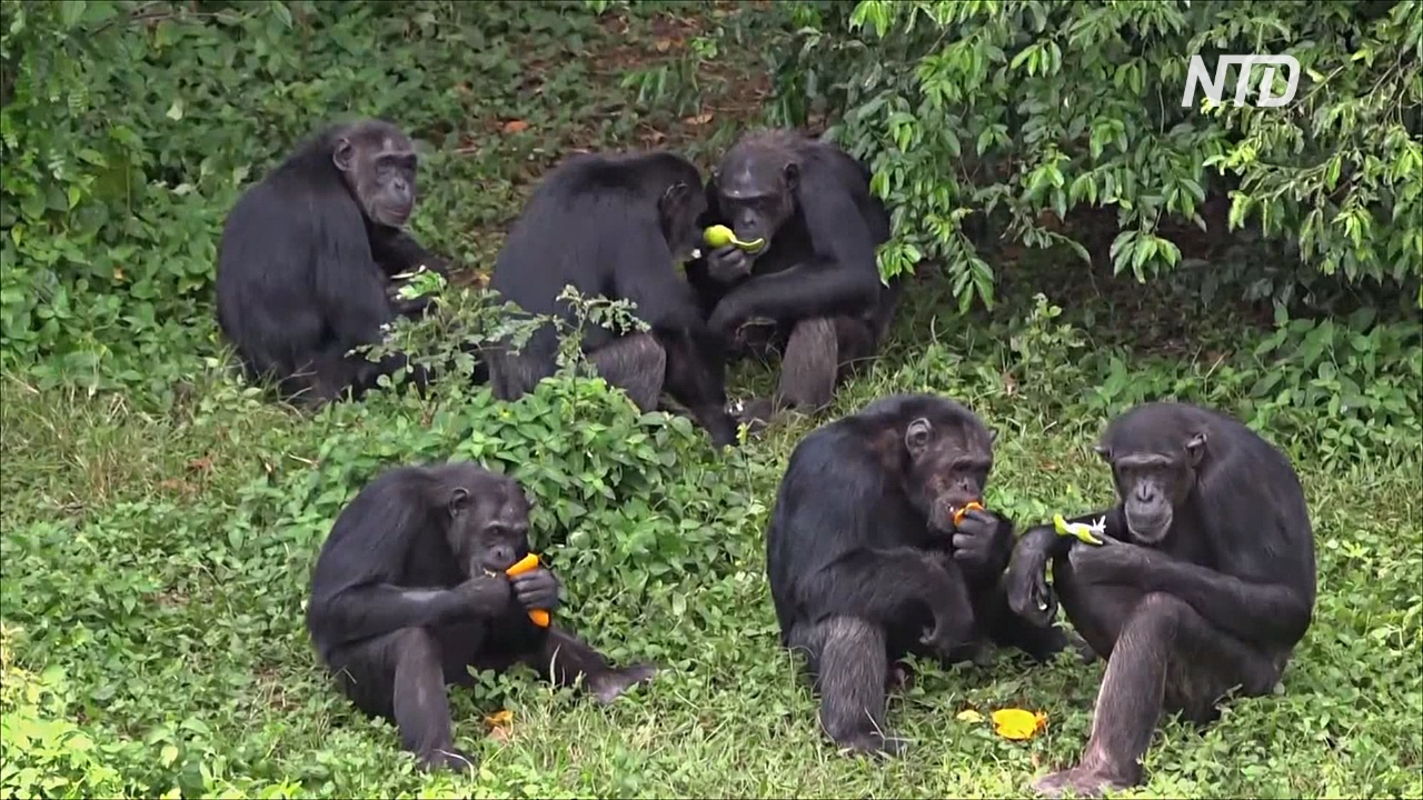 Райский уголок шимпанзе посреди озера: как в Уганде спасают приматов