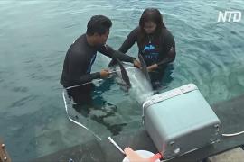 Центр реабилитации на Бали готовит к жизни в природе спасённых из неволи дельфинов