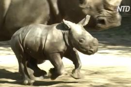 Прибавление во время пандемии: зоопарк в Чили приветствует рождение белого носорога