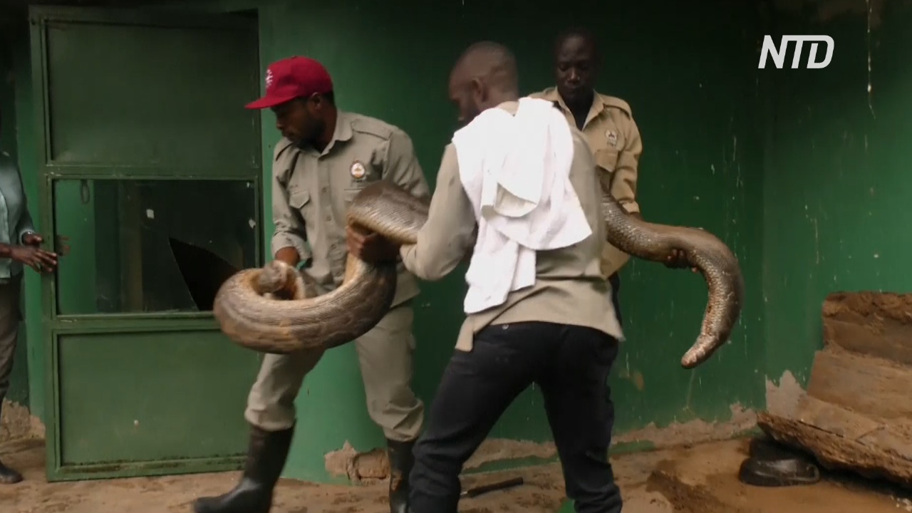 Международный день змеи: как этих рептилий охраняют в Уганде