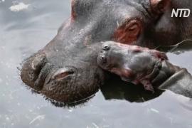 Зоопарк в Мексике показал симпатичного детёныша бегемота