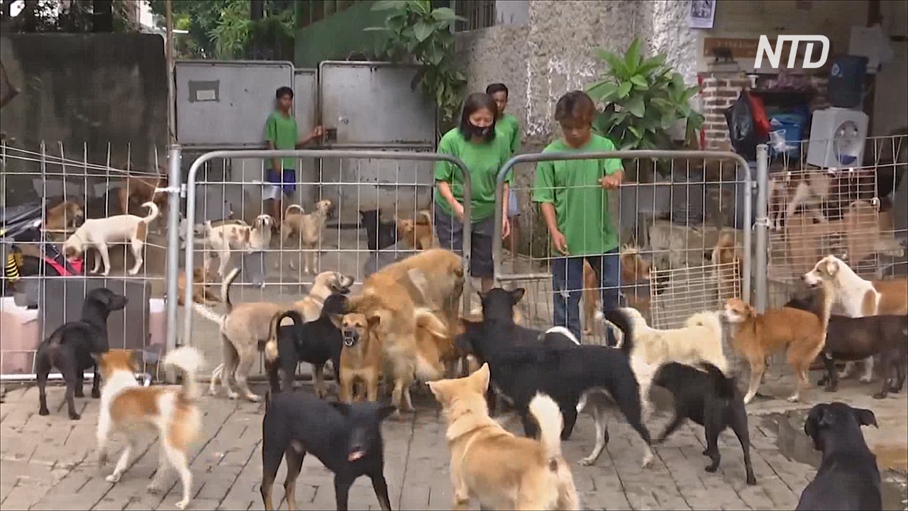 В Индонезии во время пандемии стало больше брошенных собак