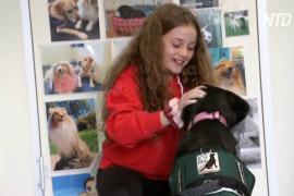 Собаки помогают австралийским детям вернуться к учёбе после карантина