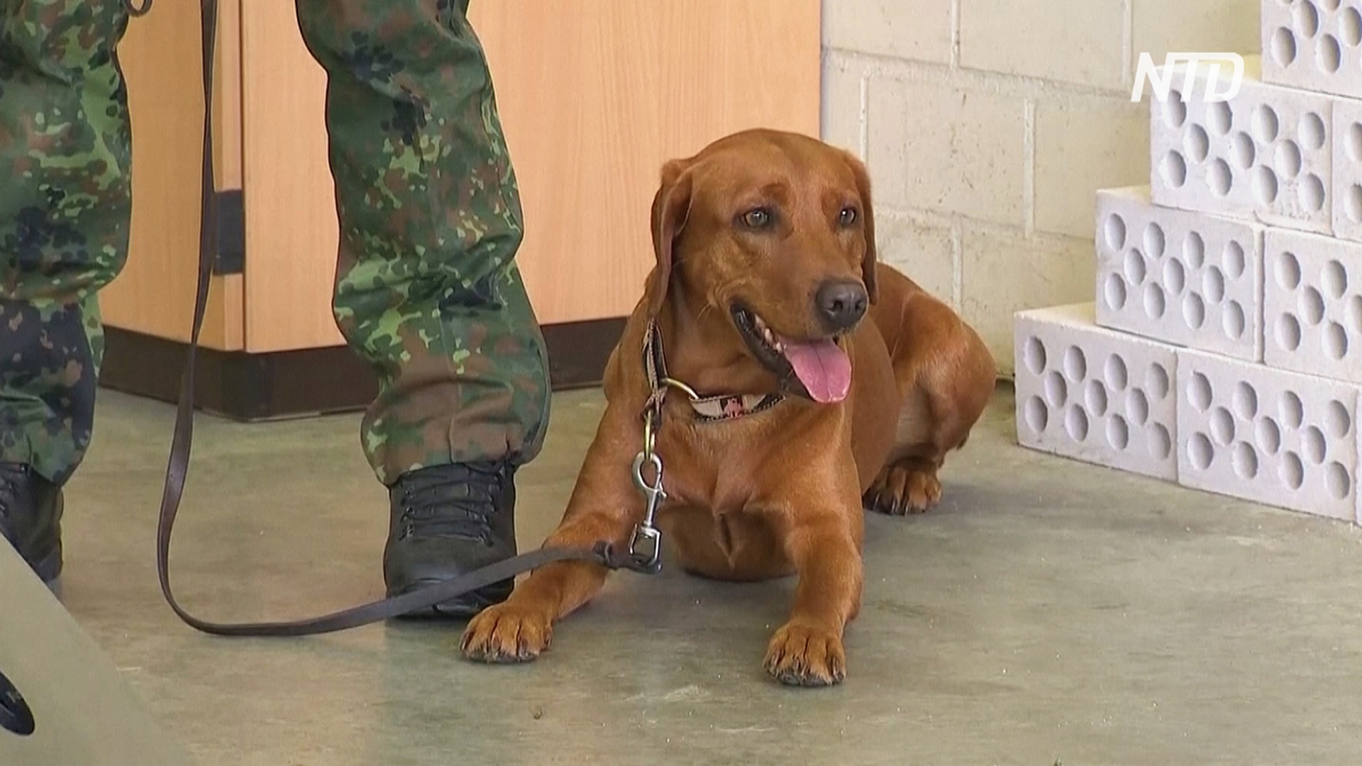 В Германии служебные собаки тренируются выявлять коронавирус у людей