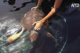 На Канарских островах отпустили в океан спасённую редкую черепаху