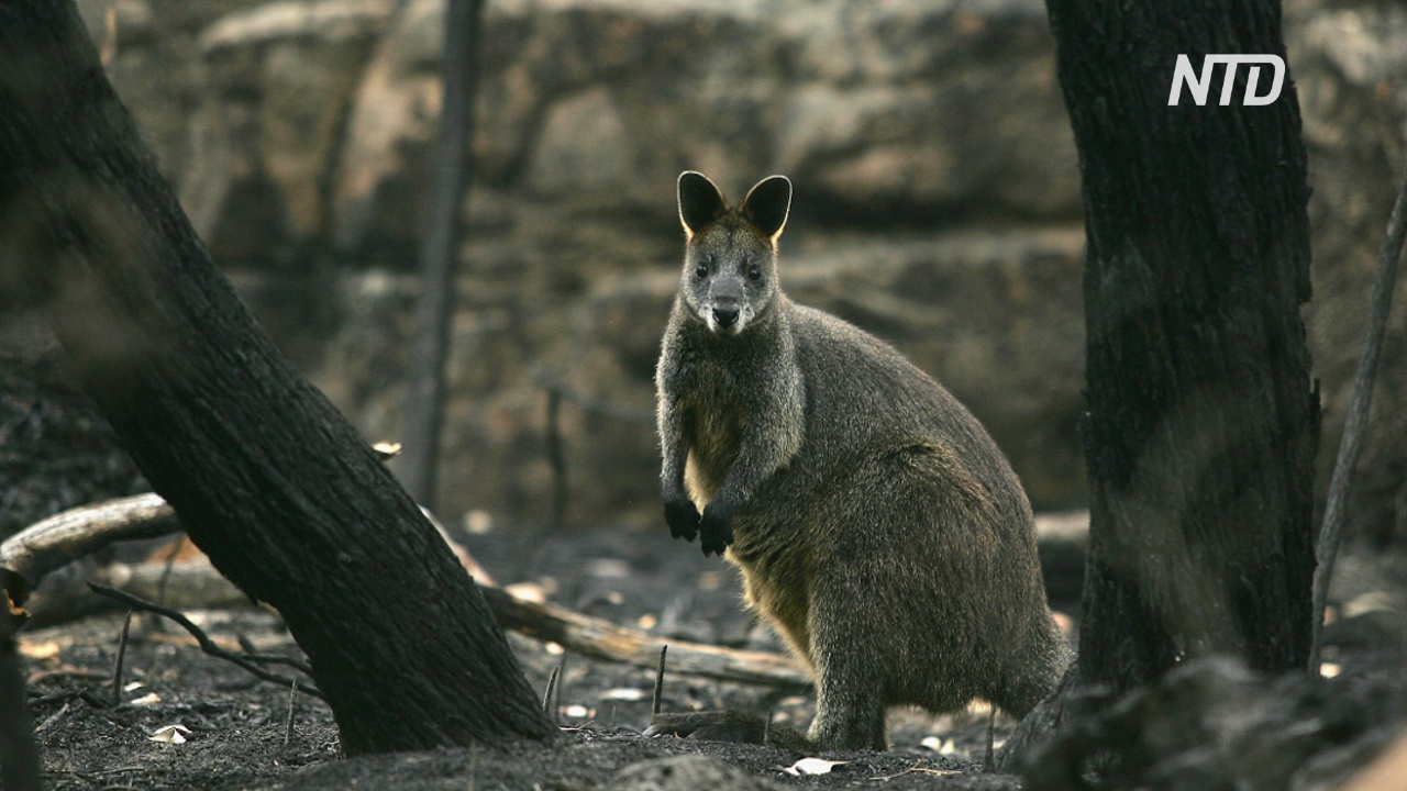 Из-за пожаров в Австралии пострадали либо погибли 3 млрд животных