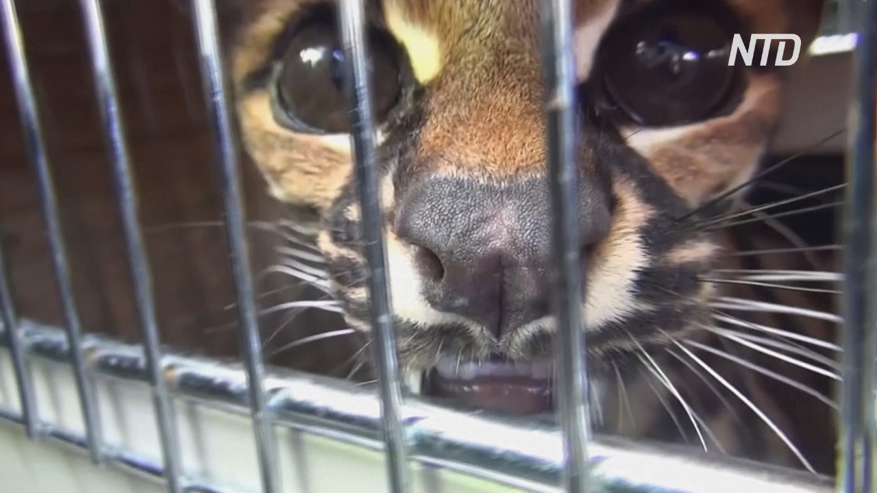 В Колумбии хищных кошек вызволяет из опасных ситуаций природозащитная госслужба