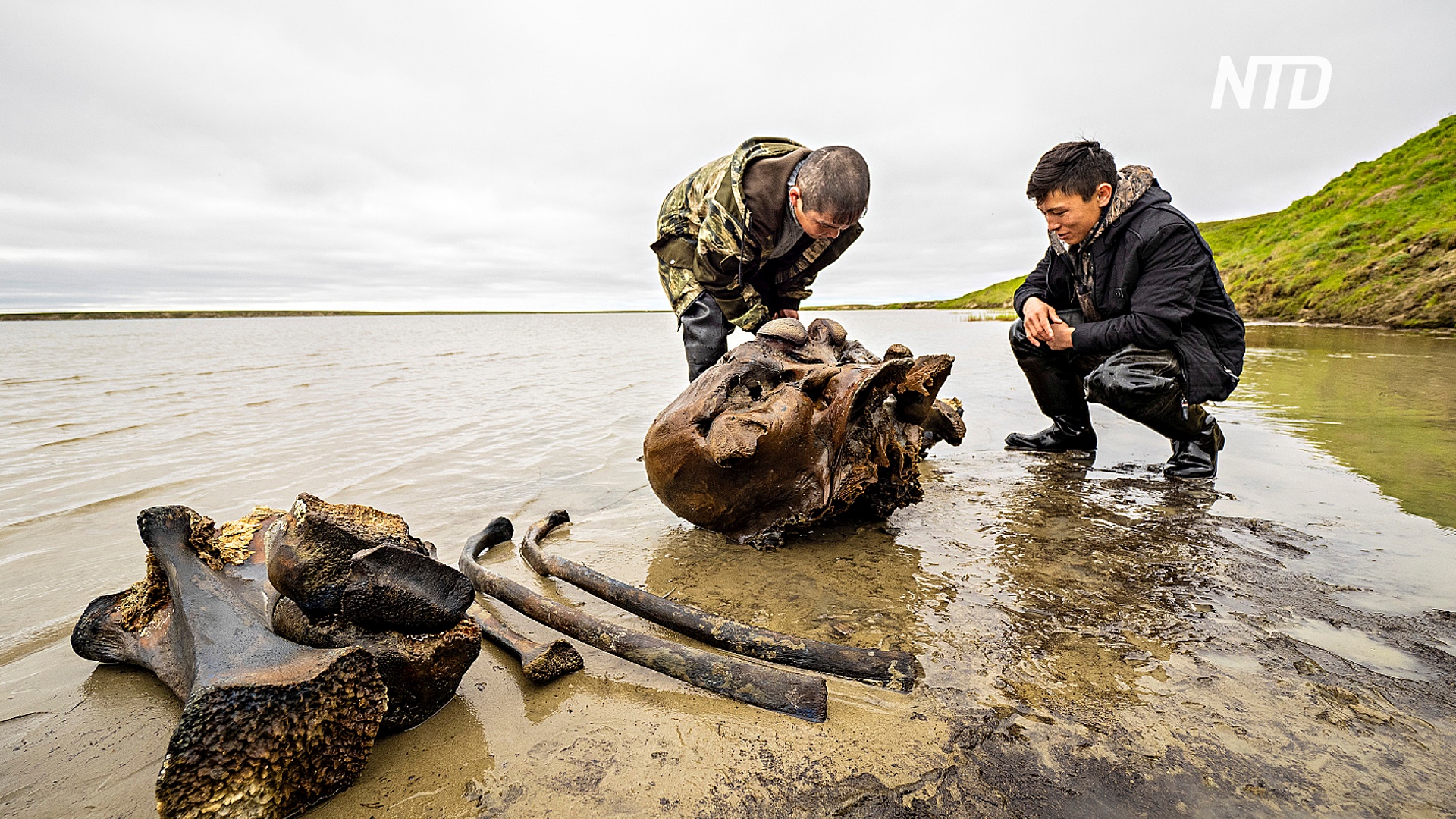 На Ямале нашли хорошо сохранившиеся останки мамонта