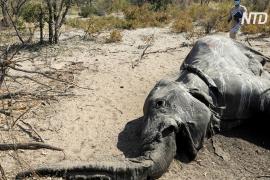 Названа причина массовой гибели слонов в Ботсване