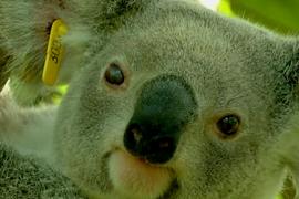 Один из штатов Австралии может лишиться коал уже через 30 лет