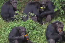 Заповедник шимпанзе посреди озера: как в Уганде оберегают приматов