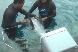 Как на Бали спасают дельфинов и отпускают их на волю