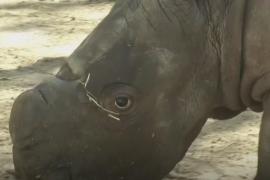 Второй раз за свою историю зоопарк в Чили празднует рождение белого носорога