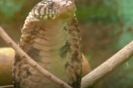 Международный день змеи: как рептилий спасают в Уганде