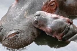 Забавный детёныш бегемота предстал перед посетителями зоопарка в Мексике