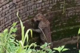 Как леопарда доставали из колодца в Индии