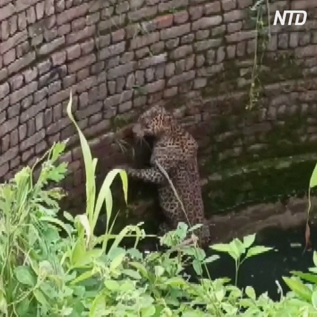 Как леопарда доставали из колодца в Индии