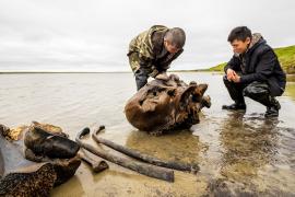 Останки мамонта выкапывают на полуострове Ямал