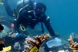 В ОАЭ высаживают кораллы, чтобы спасти исчезающий риф