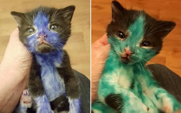 Какими стали котята, когда их отмыли от маркеров