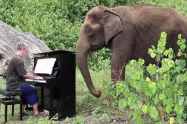 80-летняя слониха слушает игру на фортепиано
