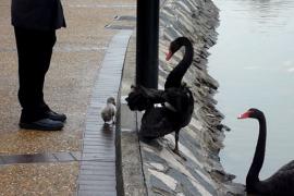 Чёрные лебеди пытаются уговорить птенца плавать