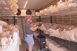 Австралийцы организовали грибную ферму в грузовых контейнерах