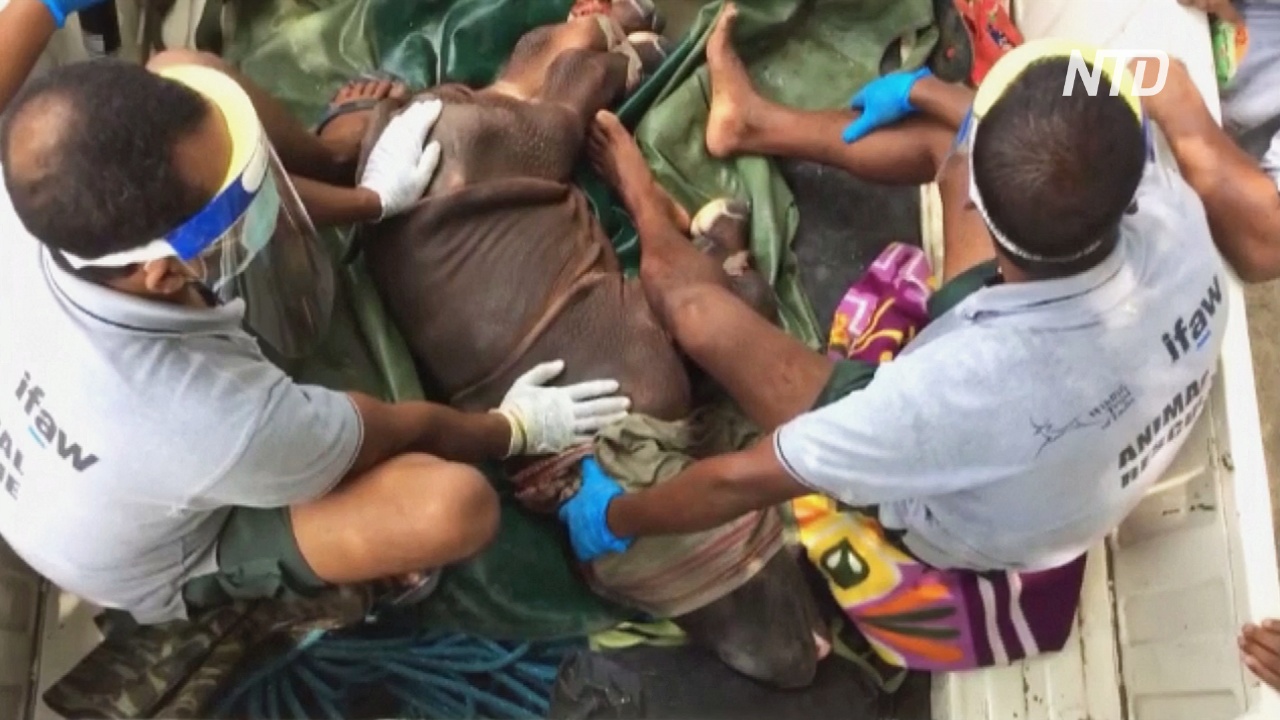 Во время наводнения в индийском заповеднике спасли детёныша носорога