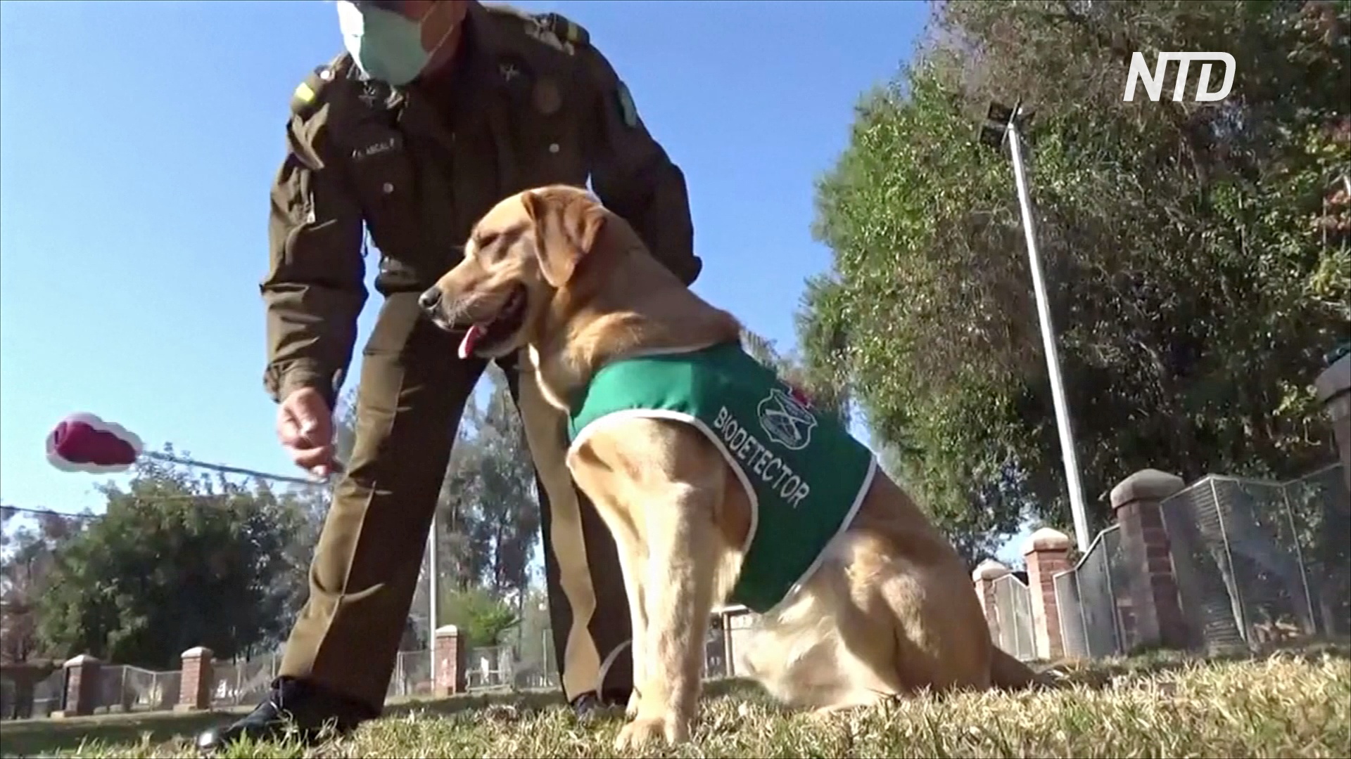 В Чили служебных собак учат обнаруживать у людей коронавирус
