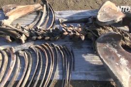 Учёные извлекли почти полный скелет мамонта из озера на Ямале