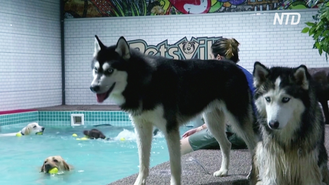 В Дубае открыли бассейн для собак, страдающих от жары