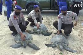 На Бали спасли от браконьеров и выпустили в океан 25 редких зелёных черепах