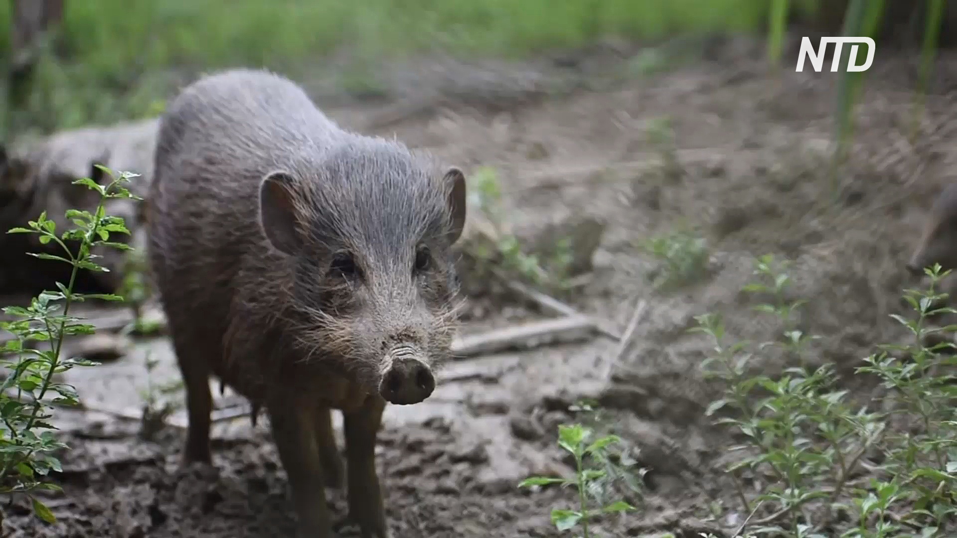 Редким карликовым кабанам в Индии угрожает африканская чума свиней