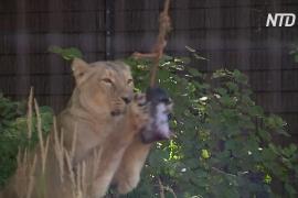 Как львам помогают пережить жару в Лондонском зоопарке