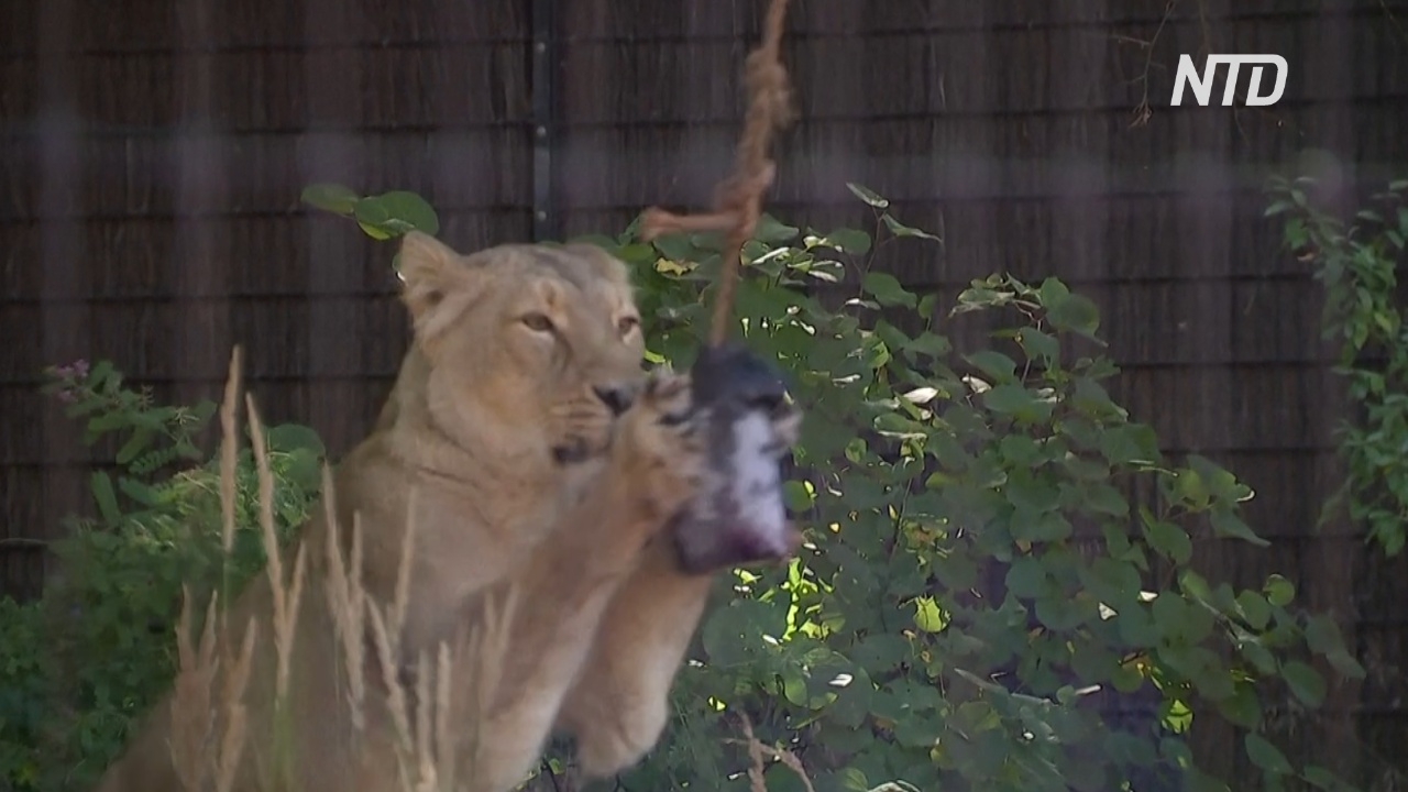 Как львам помогают пережить жару в Лондонском зоопарке