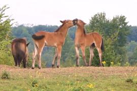 Дикие лошади и зубры восстанавливают биоразнообразие природы в Чехии