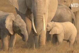 GPS-трекеры помогут защищать слонов в кенийском заповеднике Амбосели