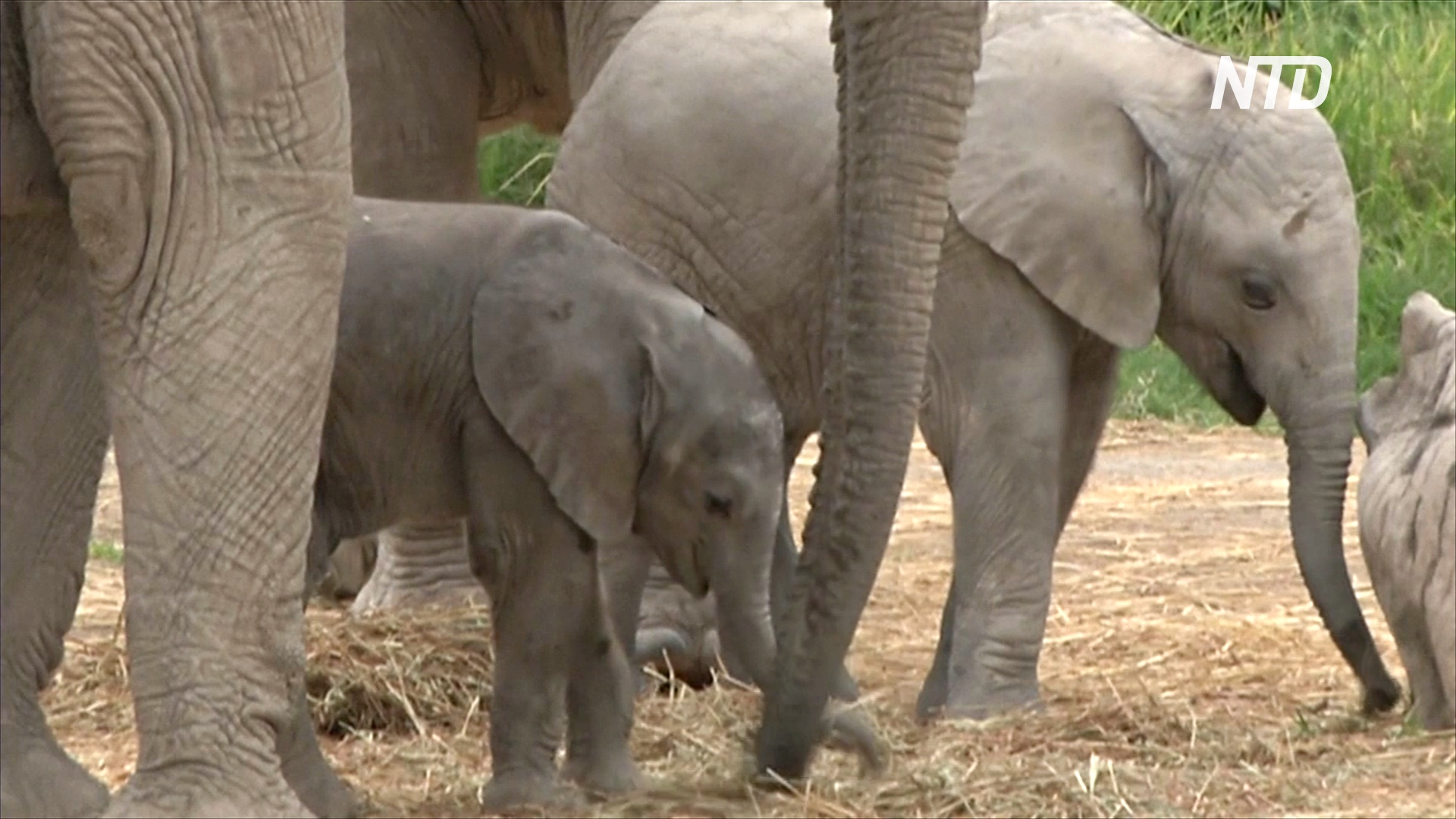В мексиканском зоопарке у спасённых саванных слонов родились детёныши