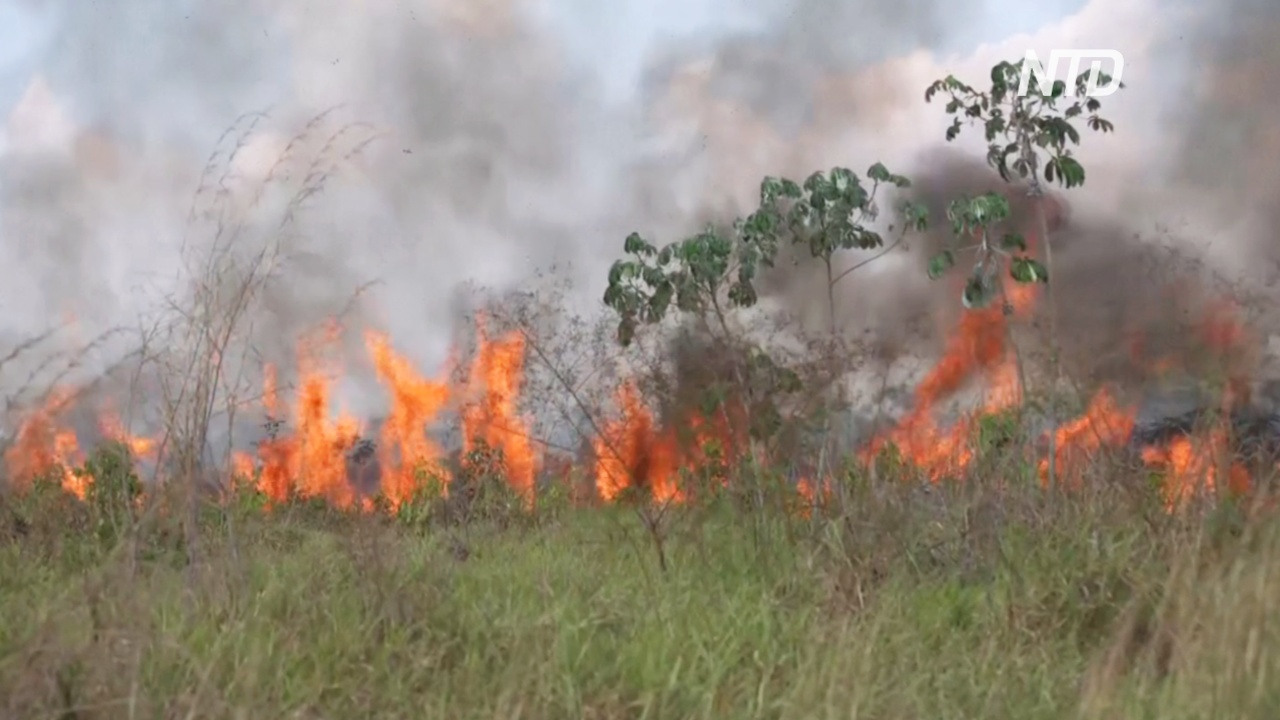 Пожары в джунглях угрожают фермерам в Бразилии