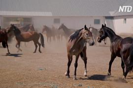 Любимых лошадей русской знати по-прежнему разводят в Воронежской области