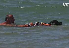 Как итальянские собаки-спасатели достают тонущих людей из воды