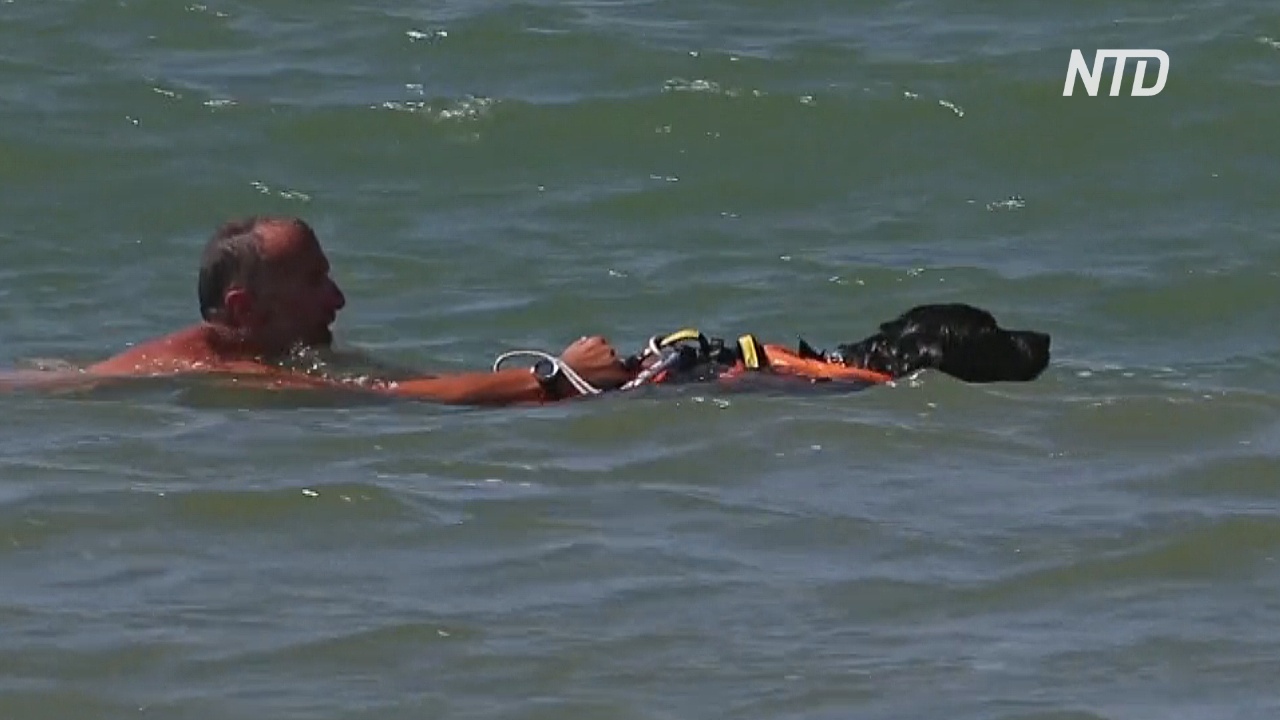 Как итальянские собаки-спасатели достают тонущих людей из воды