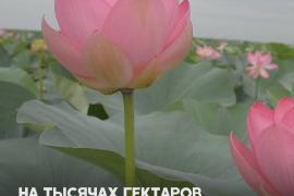 Тысячи лотосов цветут под Астраханью