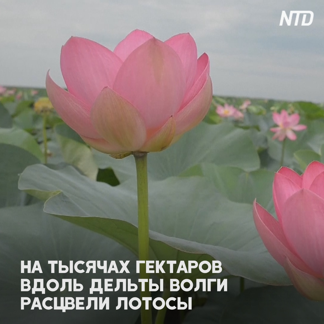 Тысячи лотосов цветут под Астраханью