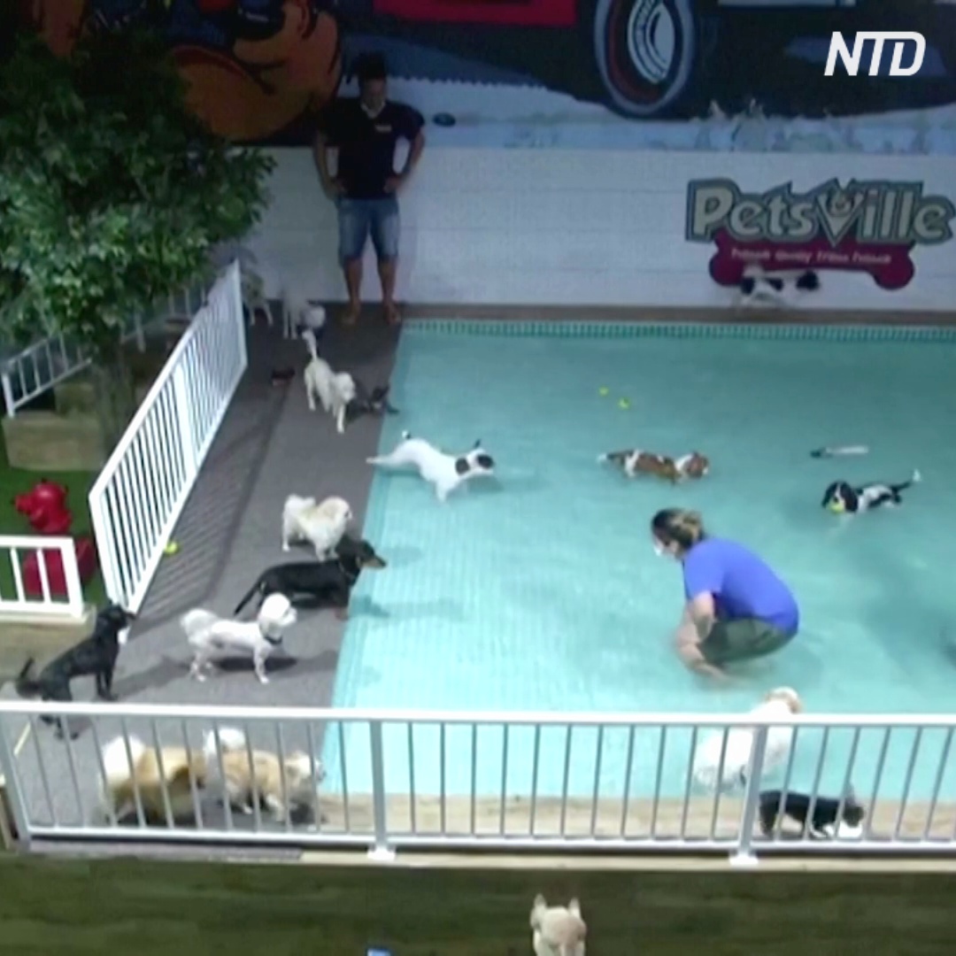 В дубайском «детском саду» для собак появился бассейн